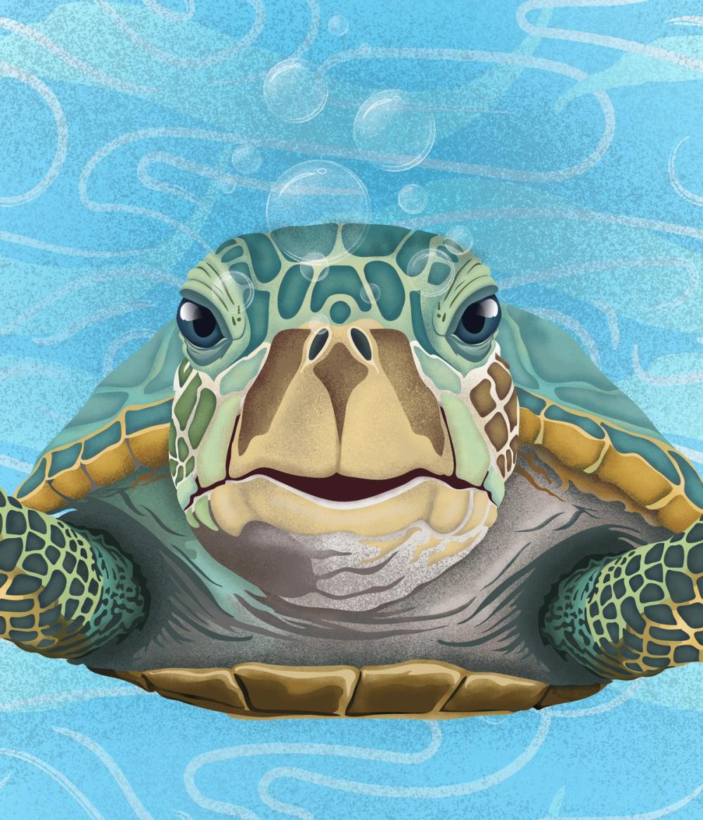 Hello Turtle, Light Blue