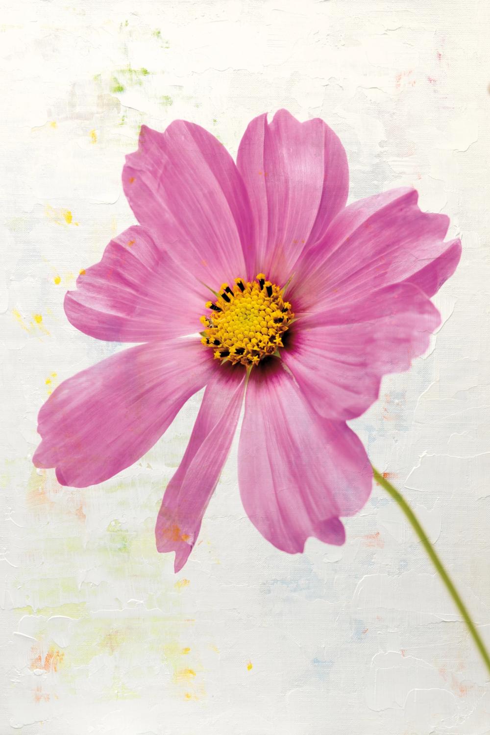 Wonderful Wildflowers XII