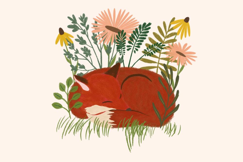 Sleeping Fox