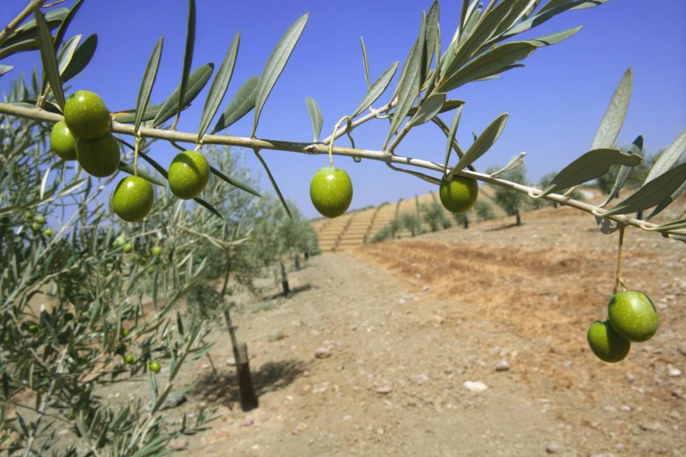 Olive Field