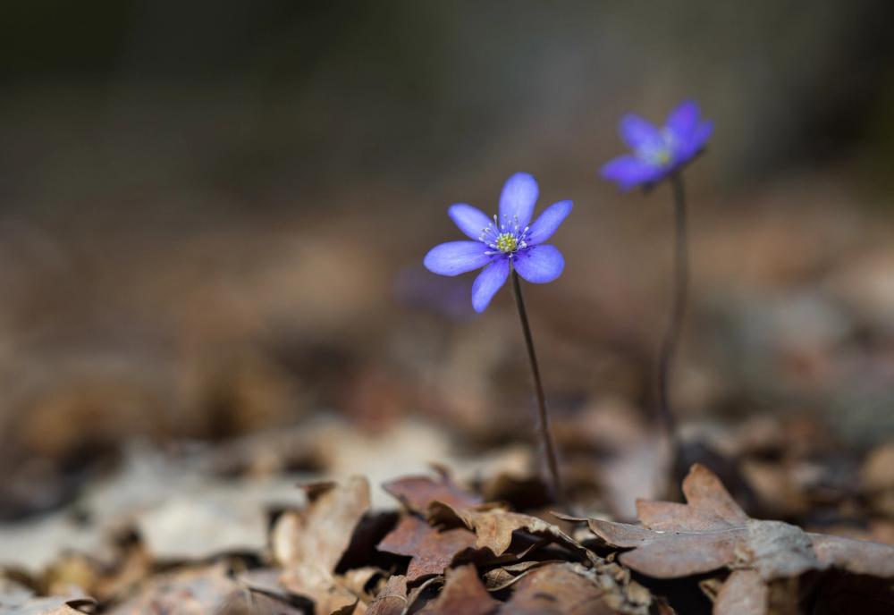 Hepatica Blooming