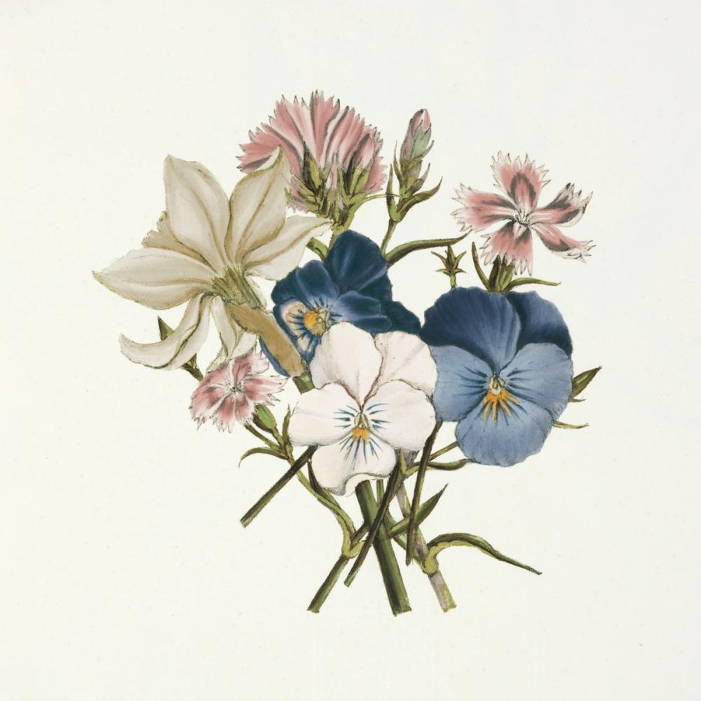 Pansy Party II Honeybloom