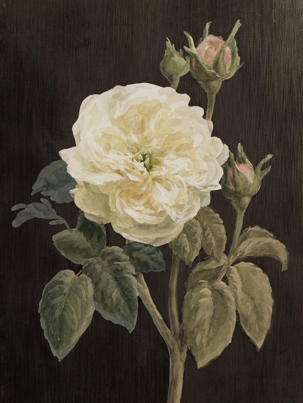 Heirloom White Rose on Black