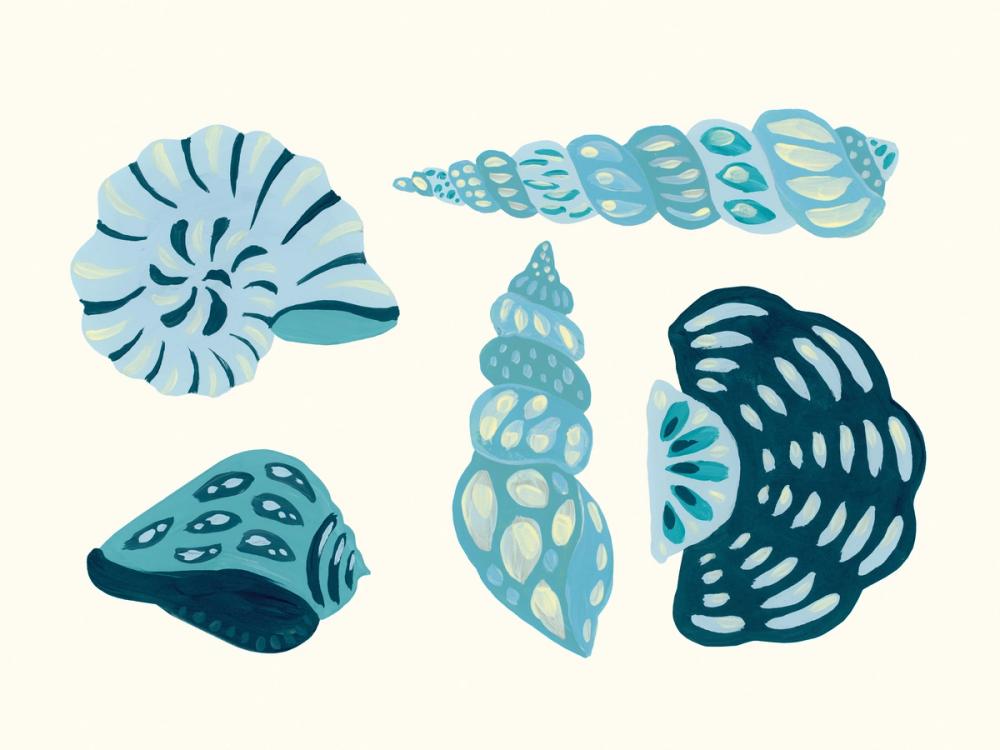 My Tropical Shell Collection IV