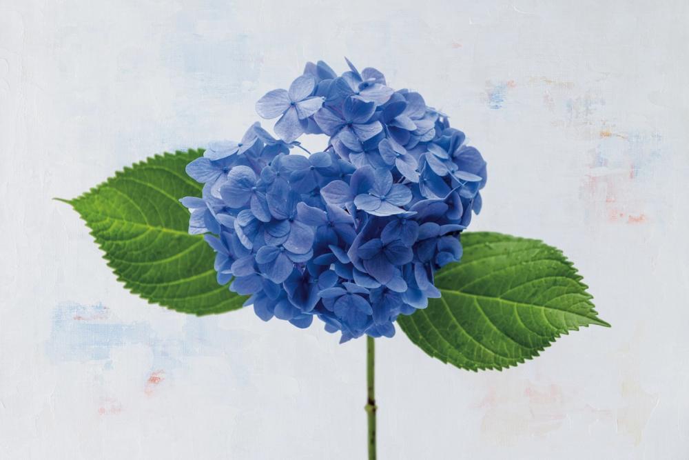 Bright Blue Hydrangea