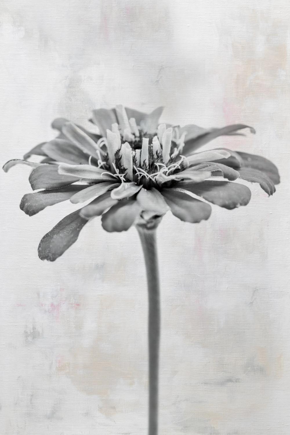 Wonderful Wildflowers IX Neutral