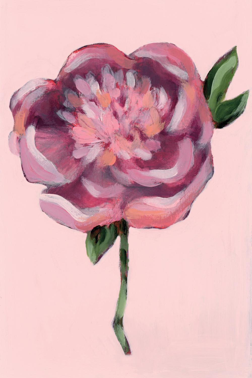 Peony in Pink