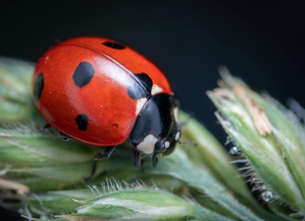 Ladybug Walk