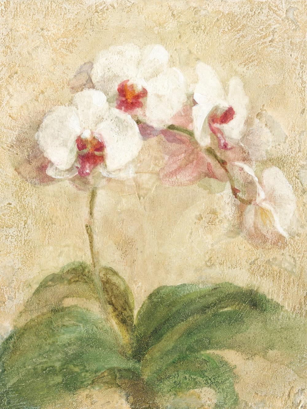 Dreamy Orchids I
