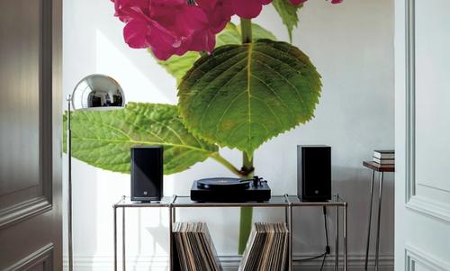 Providence Hydrangea II