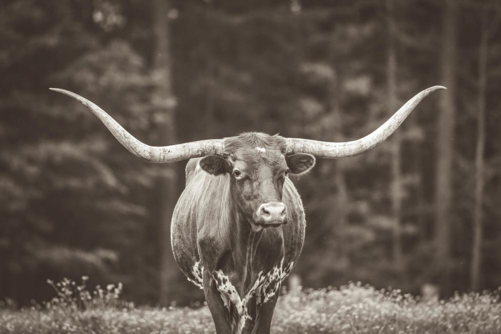 Longhorn Flowers Sepia