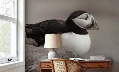 Atlantic Puffin Resting Sepia