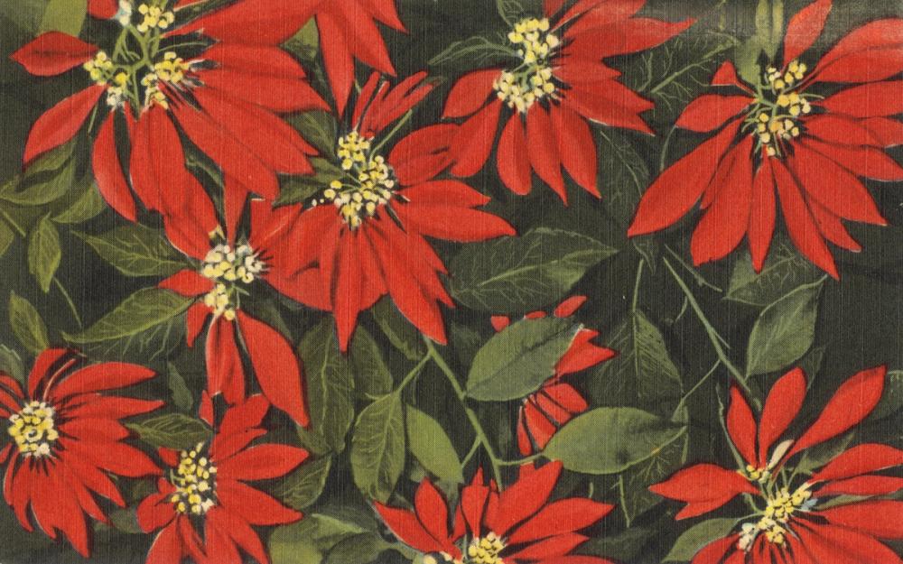 Greetings from the Flowershow - Screenprint Postcard