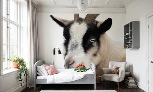 Pippa the Goat IV