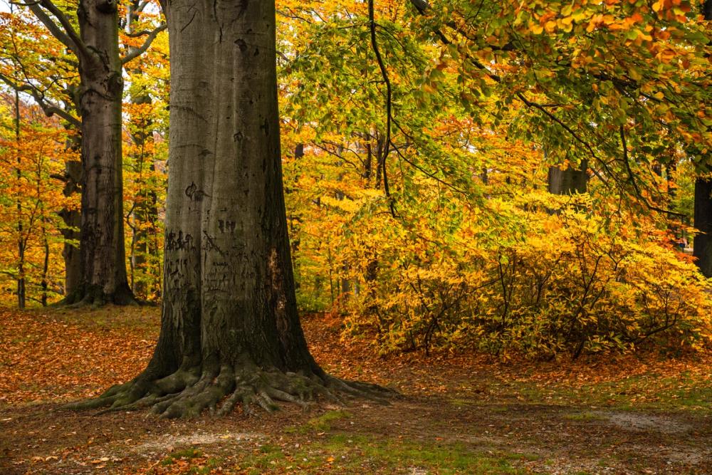 Falling Yellow Autumn Leaves