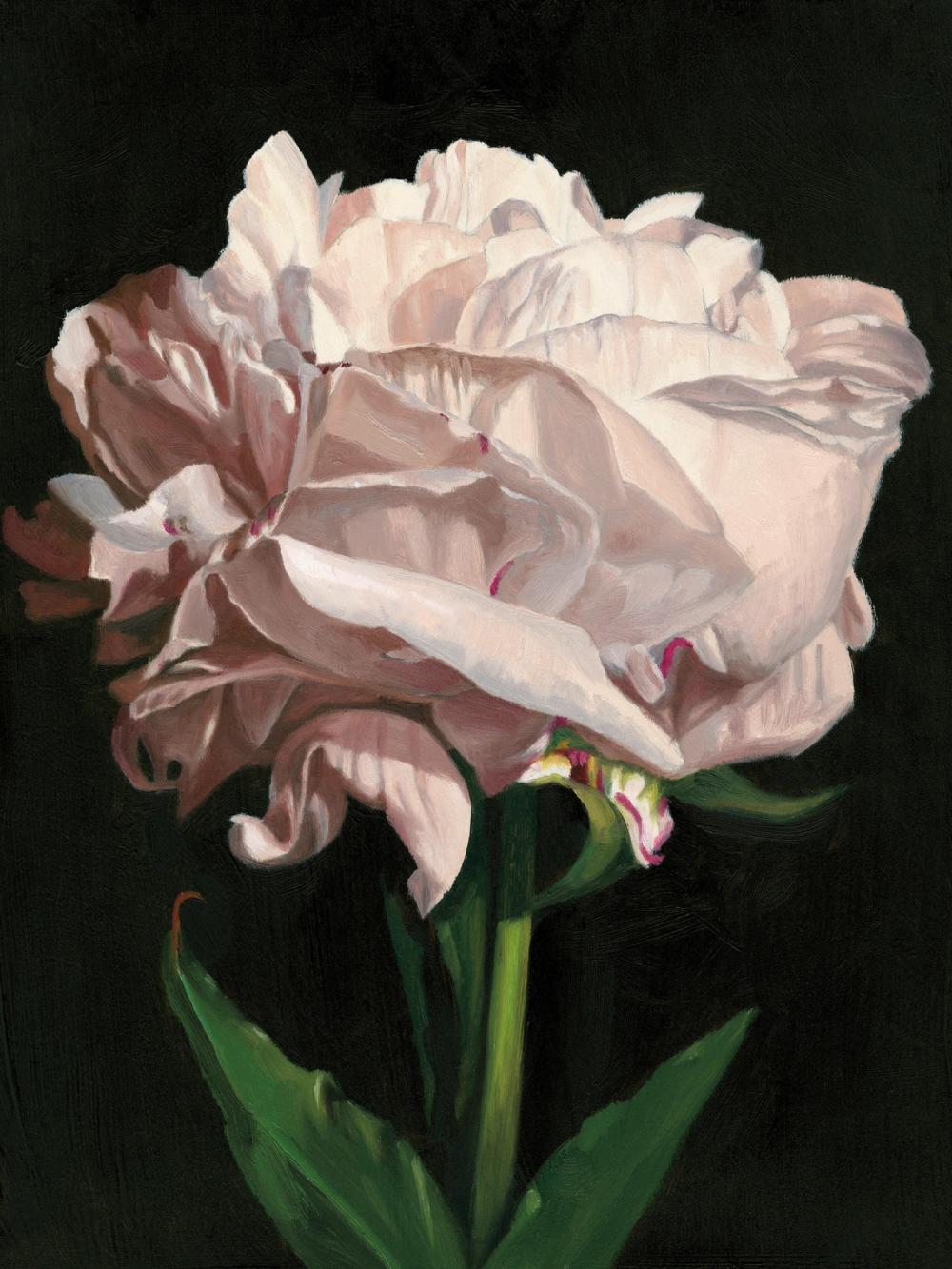 Peony Study