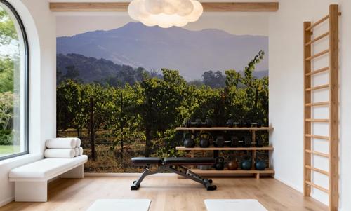 Napa Grape Vines