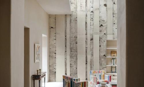 Birch Trees on White