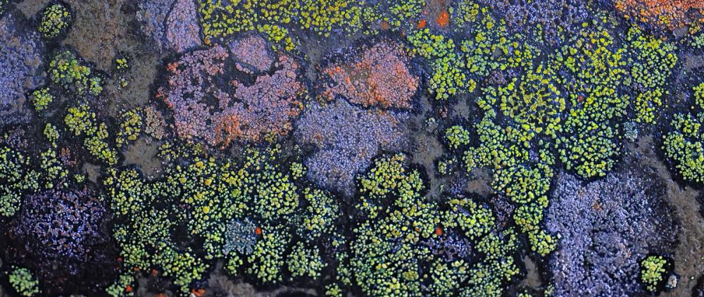 Lichen Mosaic