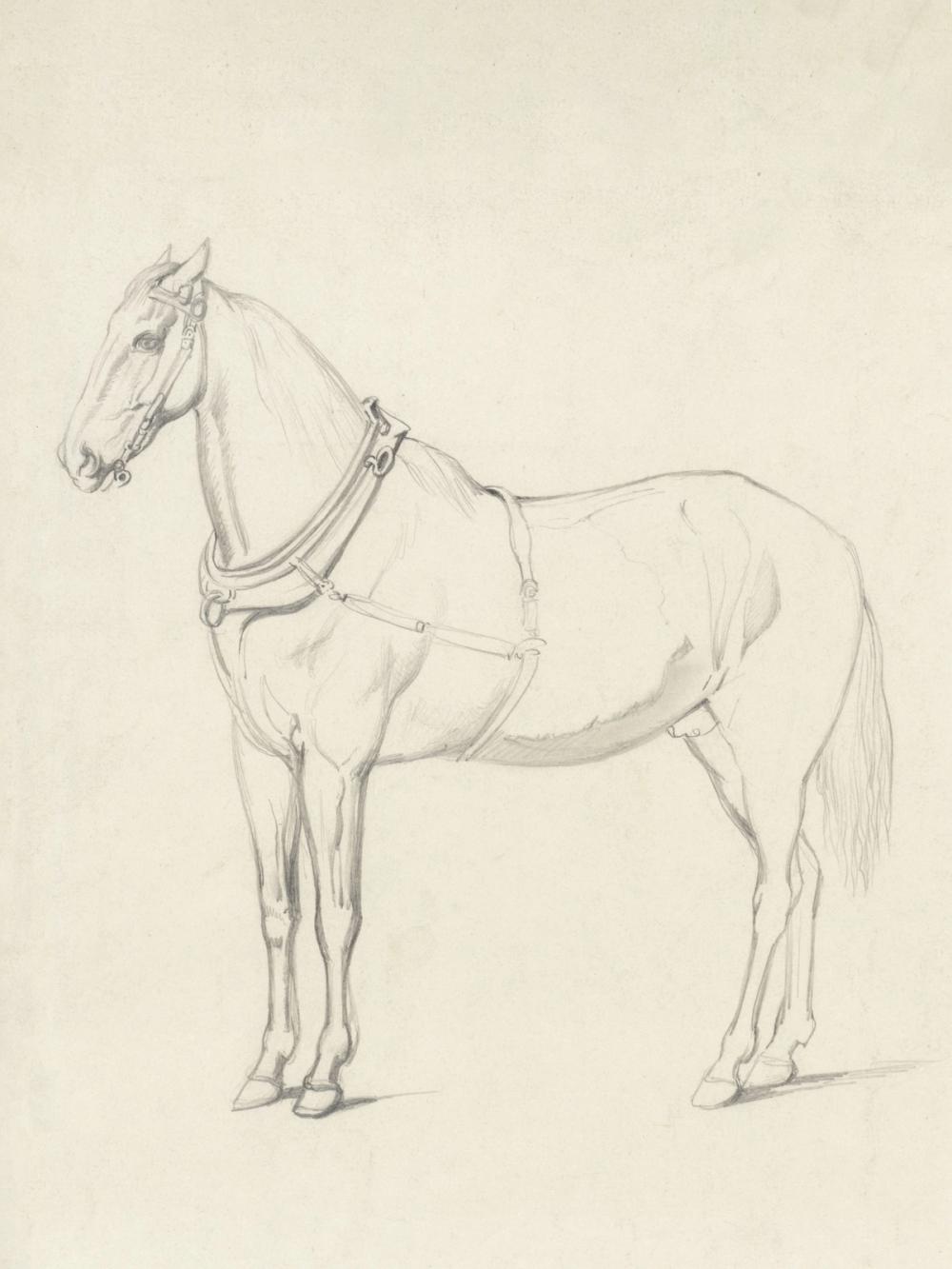 Horse Standing to the Left