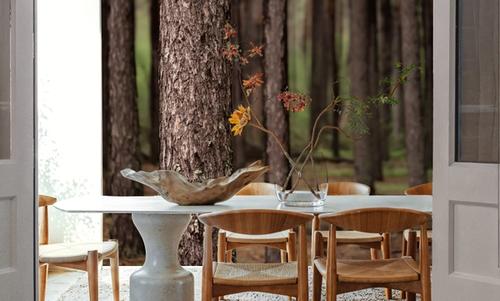 Dark Pine Forest