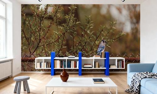 Backyard Blue Jay