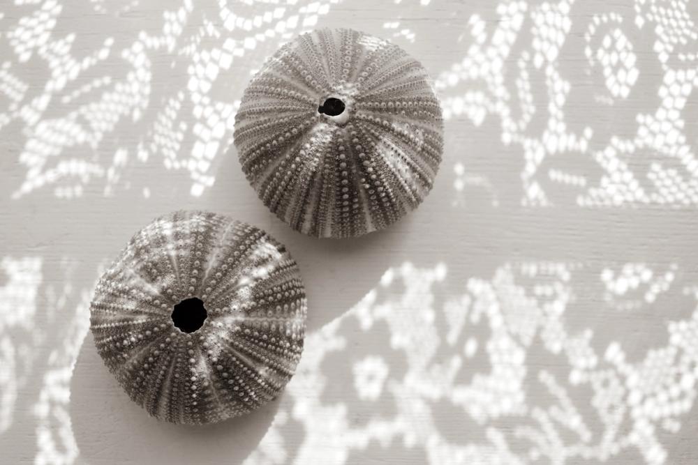 Urchins in Lace I