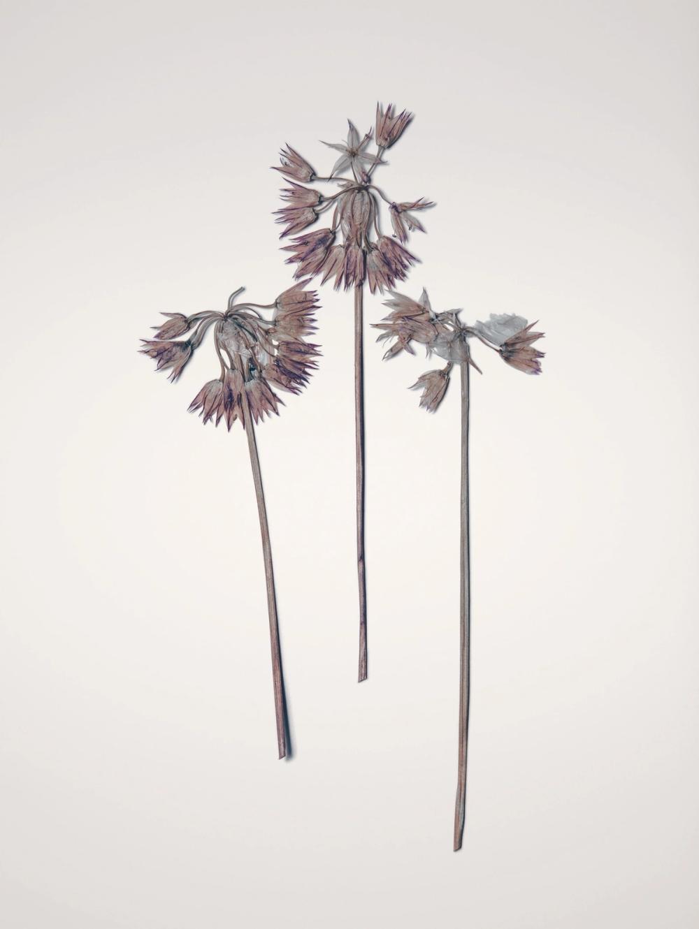 Field Journal Entry V Color