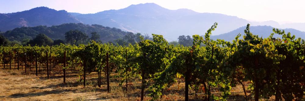Napa Grape Vines