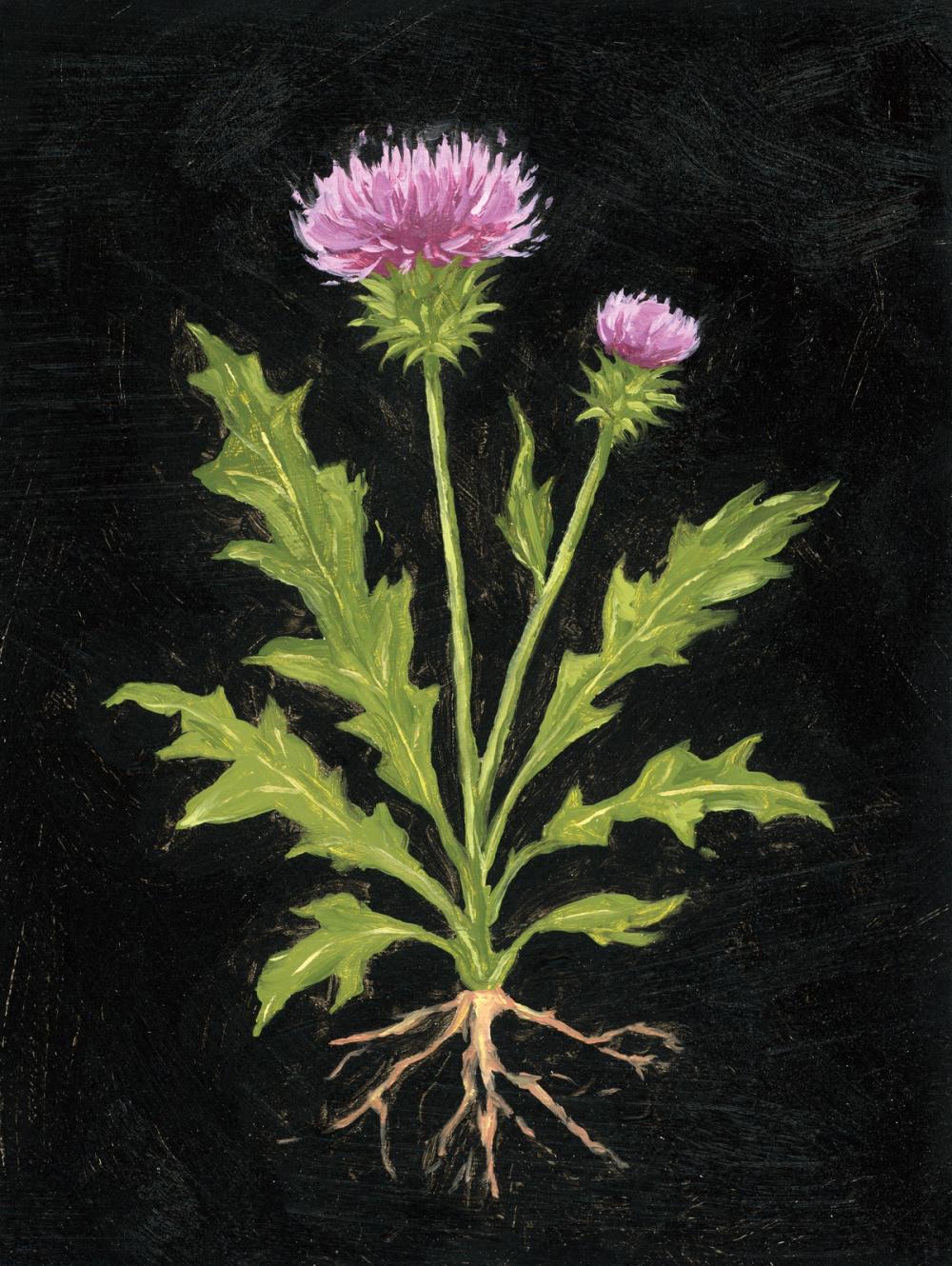 Vintage Thistle