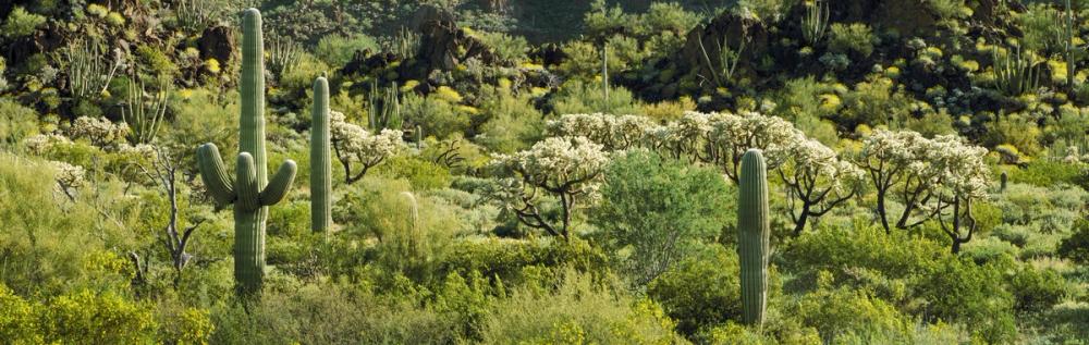 Desert Bloom Sanctuary