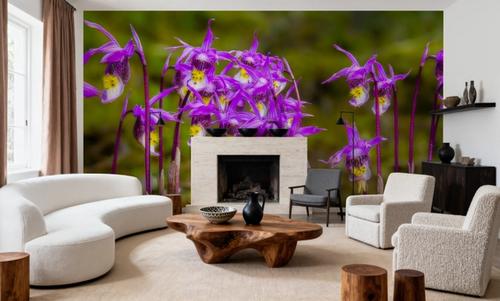 Calypso Bulbosa Bloom