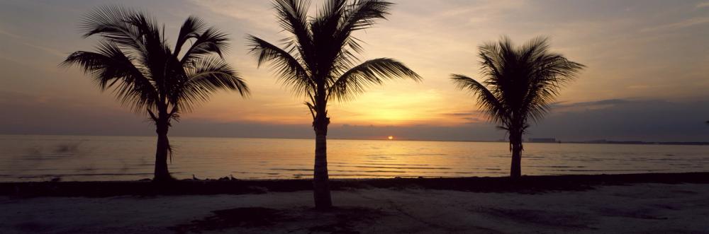 Sunset Palms