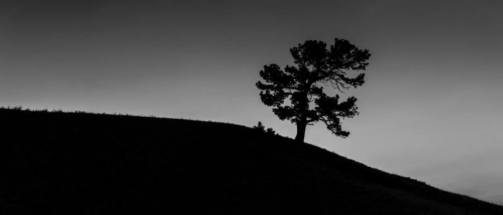 Limber Pine BW