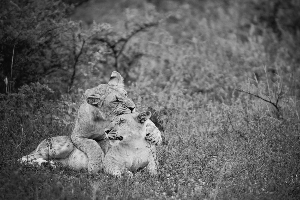 Playful Lions BW