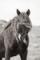 Wild Pony