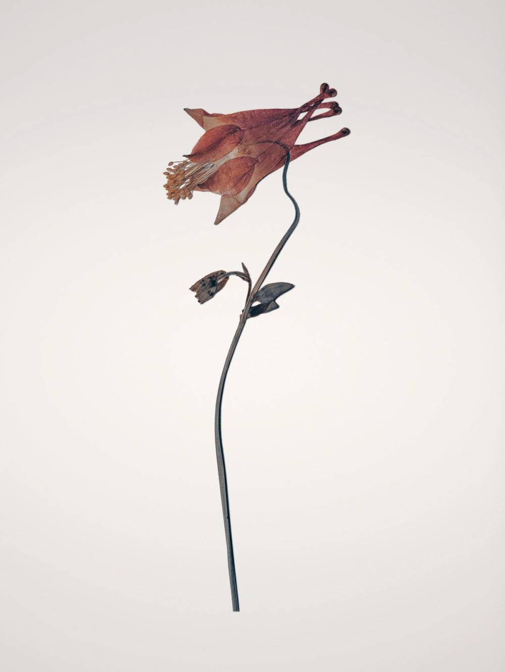 Field Journal Entry II Color