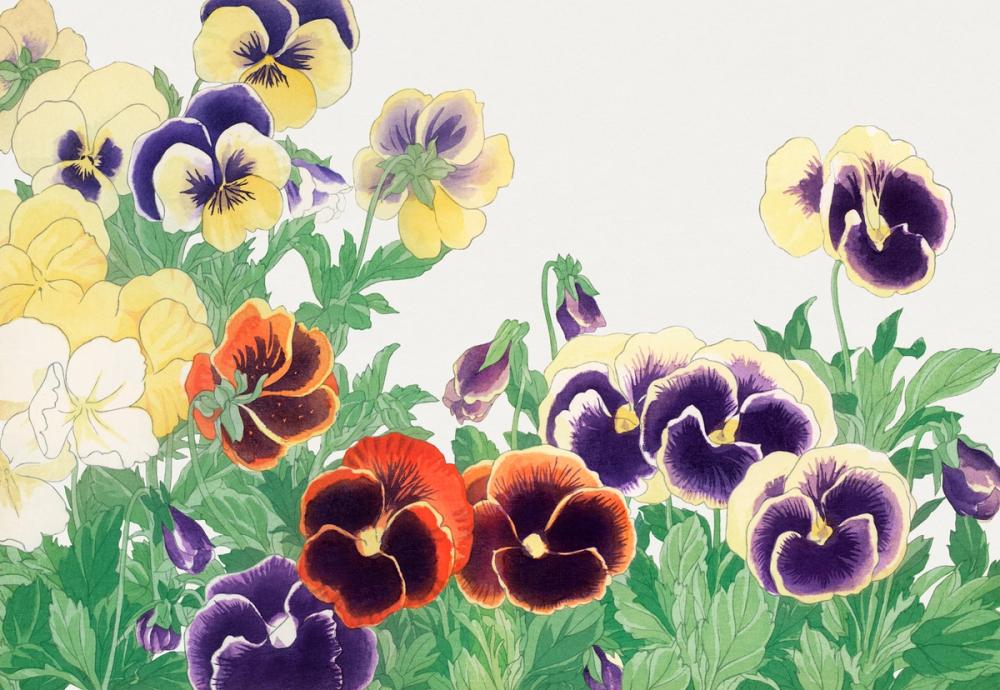 Tanigami Pansy