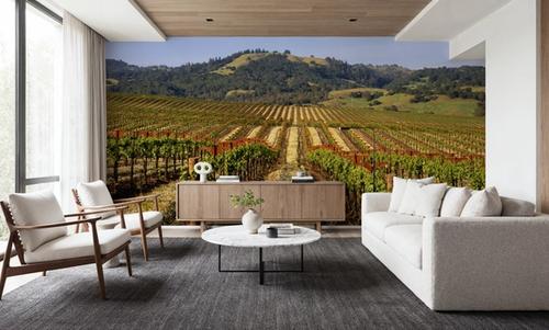 Vineyard Dreams