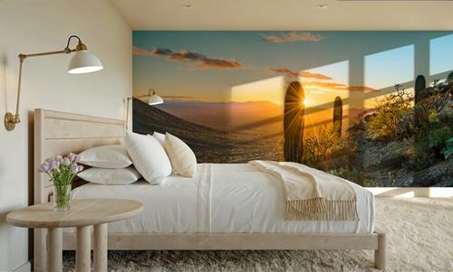 Saguaro Cacti