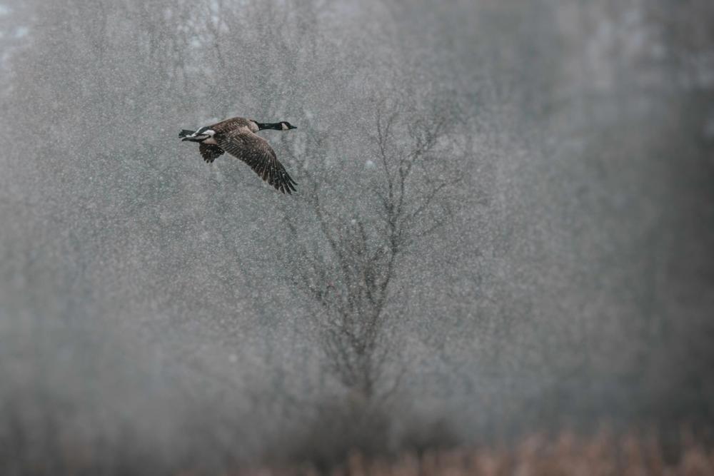Snow Flight