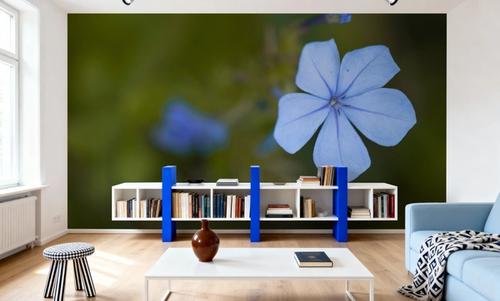 Plumbago