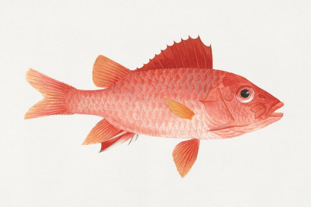 Caribbean Red Snapper