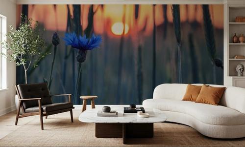 Cornflower Sunset