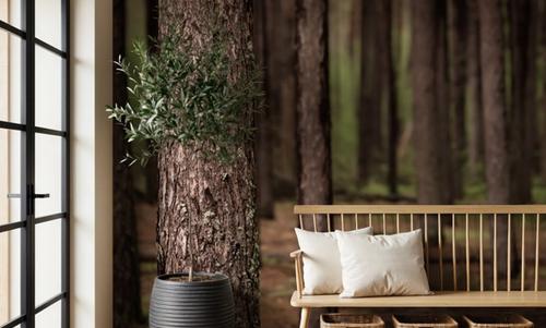 Dark Pine Forest