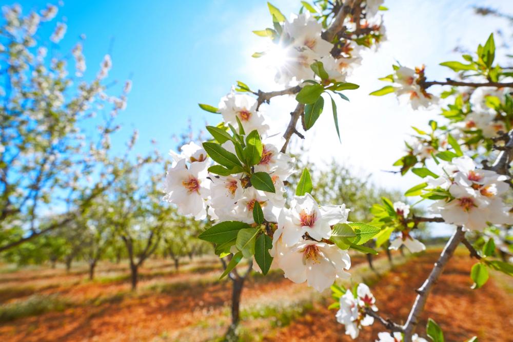 Almond Blossom Orchard