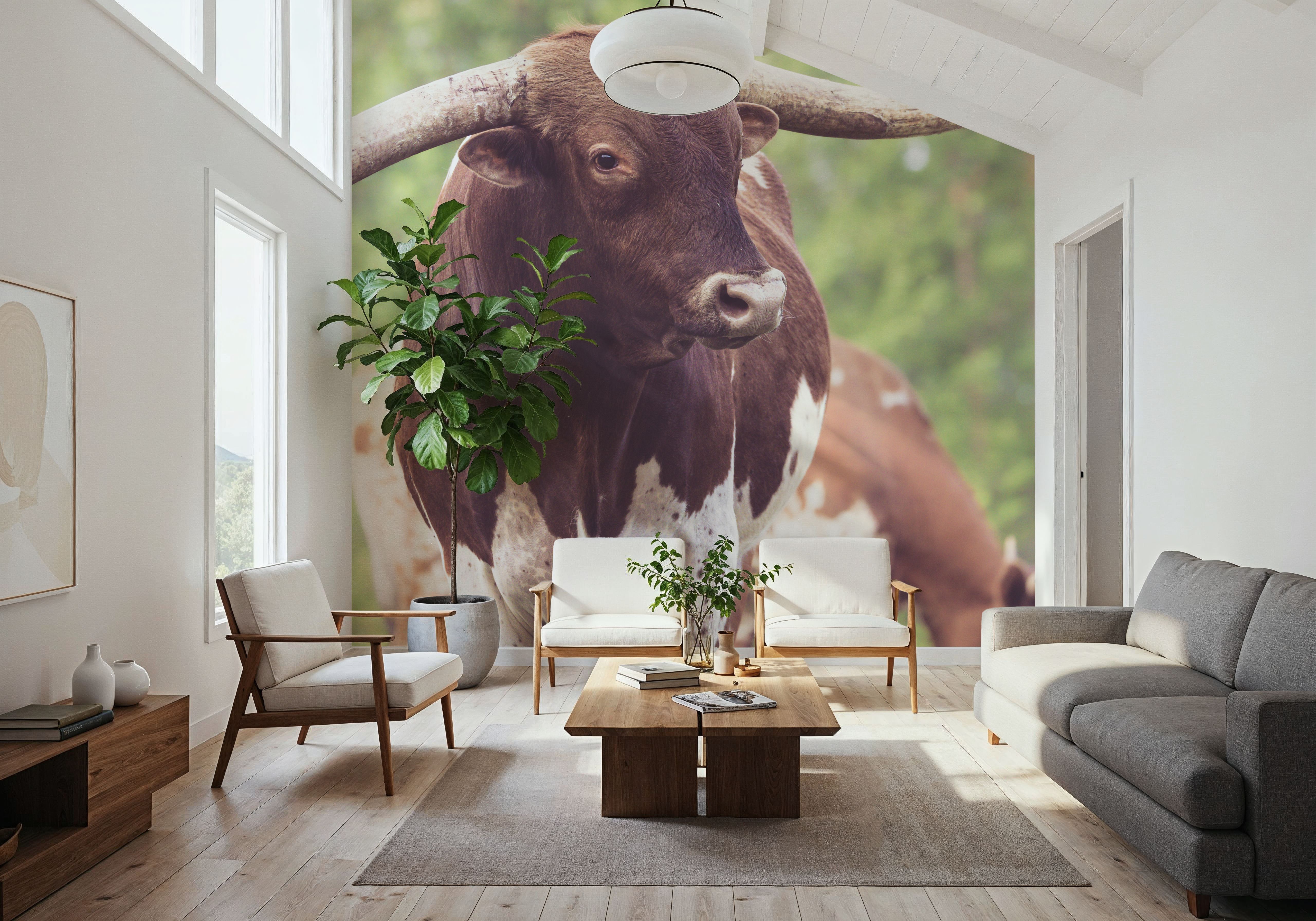 Longhorn Gaze I