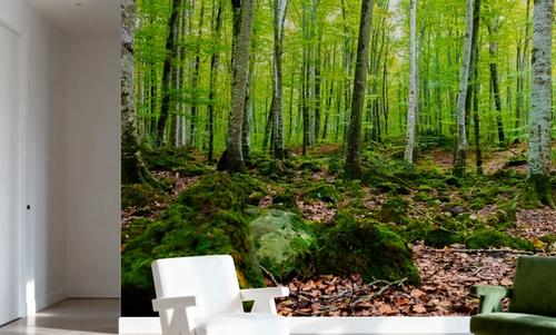 Intense Birch Wood