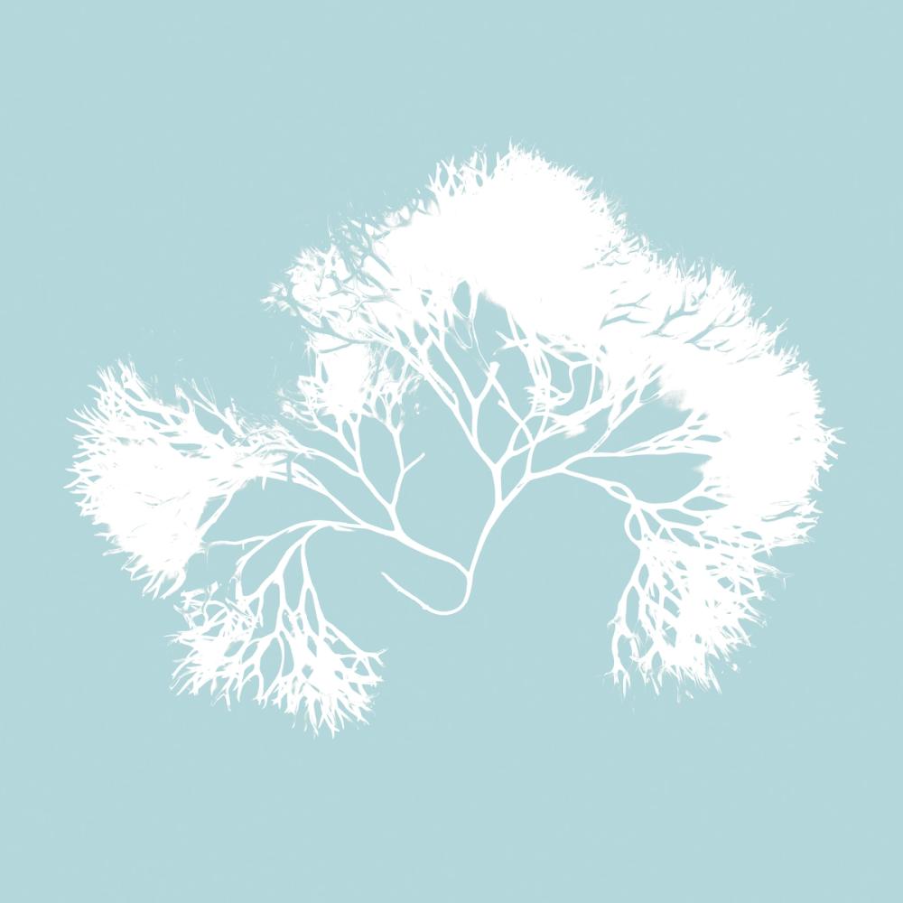Seaweed III
