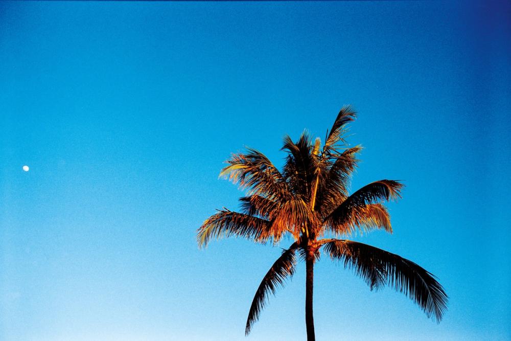 Evening Palm